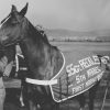 Sgt. Reckless standing next to a Marine, wearing a saddle labeled “Sgt. Reckless.”