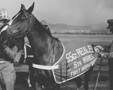 Sgt. Reckless standing next to a Marine, wearing a saddle labeled “Sgt. Reckless.”