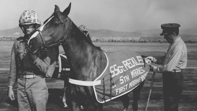 Sgt. Reckless standing next to a Marine, wearing a saddle labeled “Sgt. Reckless.”